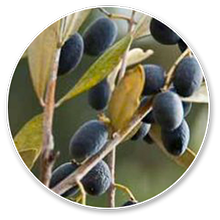 oleuropein (1)